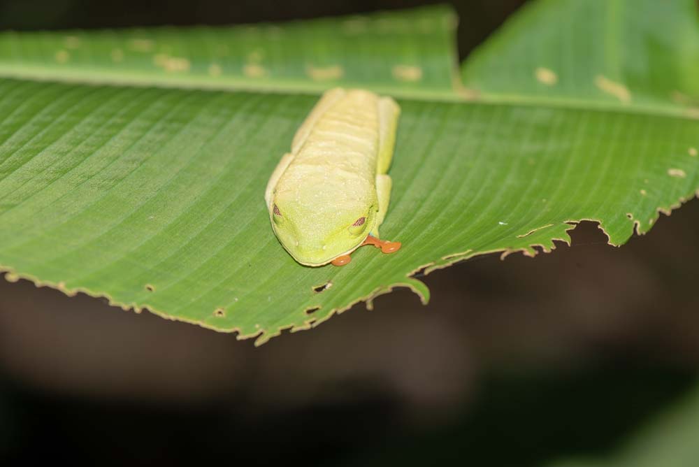 Schlafender Rotaugenlaubfrosch auf Blatt